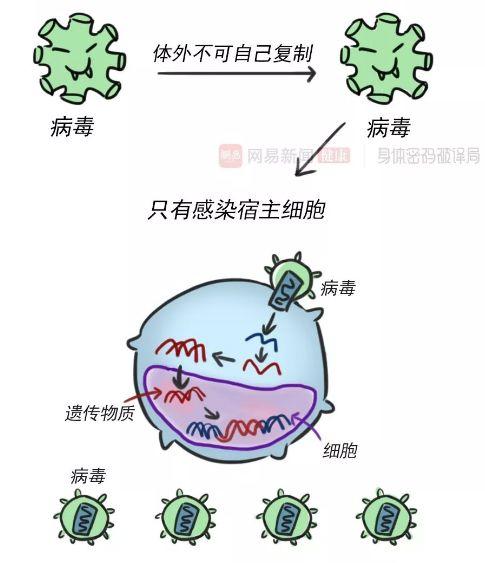 病毒只有找到宿主可以自己生长繁殖细菌在合适的环境中细菌和病毒不同